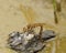 Female Brown Hawker Dragonfly ovipositing