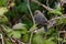 Female Brown headed cowbird