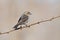 Female Brown-headed Cowbird on Branch