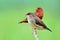 Female in brown and male in red strawberry finch together perching on branch expose over greeny paddy field in Thailand