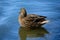 Female brown mallard duck in blue water