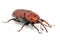 Female brown palm weevil snout beetle, Rhynchophorus ferrugineus