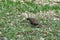 Female brown pheasant hen in grass