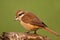 Female brown shrike