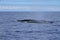 A female Bryde`s whale and its calf in the atlantic ocean. Whale watching, Madeira, Portugal