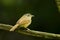 Female Buff-breasted Babbler