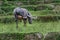 The female Buffalo are raised legs scratching heads.