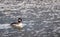 Female Bufflehead