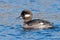 Female Bufflehead