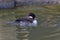 Female Bufflehead, Bucephala albeola