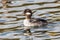 Female Bufflehead duck