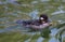 Female Bufflehead swimming