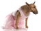 Female bull terrier in pink tutu