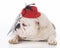 female bulldog wearing hat