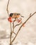 Female Bullfinch feeding on berries