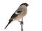 Female bullfinch isolated