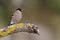 Female Bullfinch on the mossy branch in wintertime