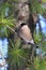 A female bullfinch sitting on the branches of a cedar