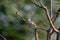 Female Burmese Shrike. Its natural habitats are subtropical or tropical moist lowland forest