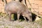 female Buru Babirusa , Babyrousa babyrussa