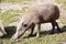 female Buru Babirusa , Babyrousa babyrussa