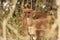 Female Bushbuck