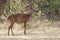Female Bushbuck antelope standing in a small glade among the bus
