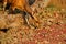 Female Bushbuck foraging along the ground in South Luangwa