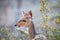 A female Bushbuck in the Kruger.