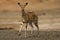 Female Bushbuck looking at camera