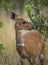 Female Bushbuck seen at Masai Mara, Kenya