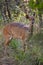 Female Bushbuck Tragelaphus scriptus 11147