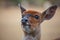 Female Bushbuck (Tragelaphus scriptus) 15524