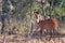 Female Bushbuck (Tragelaphus scriptus)