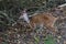 Female Bushbuck - Tragelaphus sylvaticus