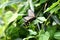 Female Byasa alcinous (Chinese windmill). Lepidoptera Papilionidae Butterfly.
