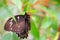 Female Cairns Birdwing butterfly, Florida