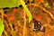 Female Cairns Birdwing butterfly on leaf