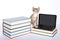 Female calico tortie tabby kitten stepping on miniature laptop type