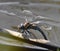 A female California Darner dragonfly perches by the water