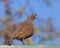 Female California Quail