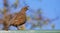 Female California Quail