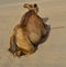 Female Camel From behind