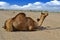 Female Camel and her son closeup