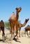 Female camels call for their calfs kept in a coral in the Thar desert near Jamba, Rajasthan, India.