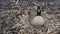 Female Canadian goose hatching and flipping five eggs on its nest