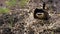 Female Canadian goose hatching and flipping five eggs on its nest