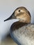 Female Canvasback Duck