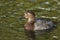 A female Canvasback Duck, Aythya valisineria, swimming on a pond at Slimbridge wetland wildlife reserve.