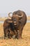 Female cape buffalo with newborn